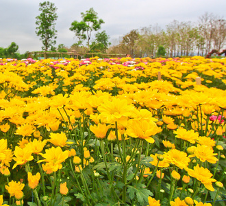 美丽的菊花