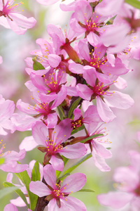 高清花背景图片