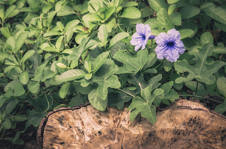 ruellia 荸荠花复古