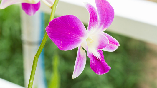 梅香鲜花