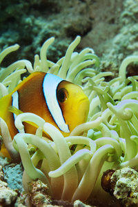 红海 anemonefish