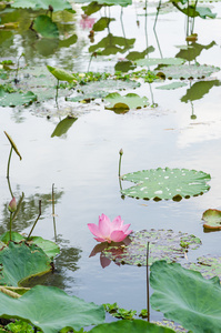 莲花或水百合的花