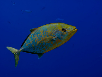 yellowspotted 鲹鱼