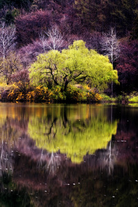 美丽的秋天风景，在 yongbiji 池塘