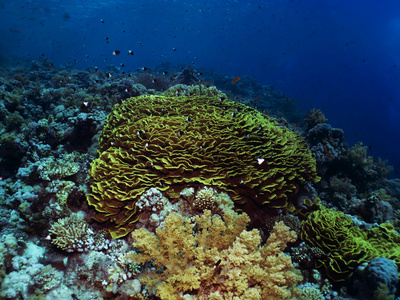 绿色沙拉珊瑚