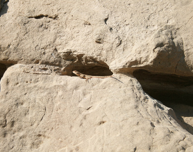 岩石上的蜥蜴