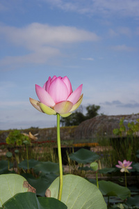 在池塘中的莲花