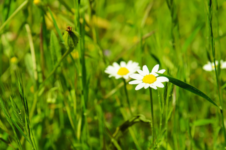 野甘菊花