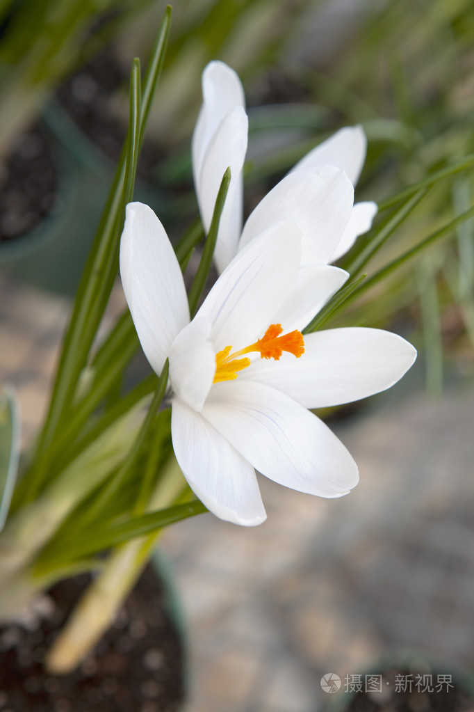 盛开的白番红花番红花heuffelianus