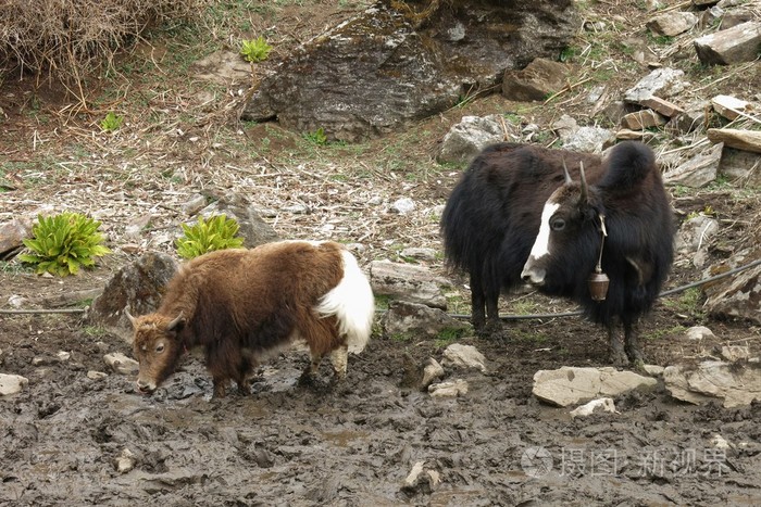 牦牛母亲与婴儿