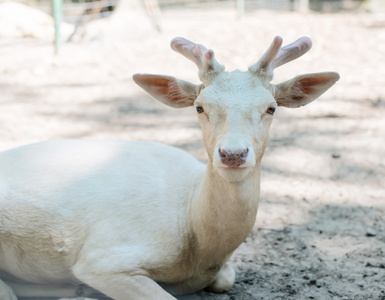 东北梅花鹿鹿茸图片