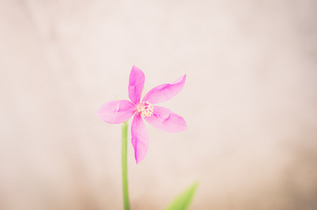 粉红色的花复古