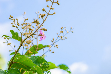 粉红色的花