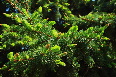 春天云杉的更新照片