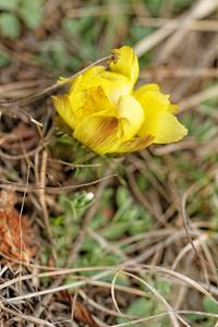 黄花