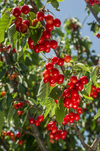樱花树和樱桃浆果无缝图案樱桃树与成熟的红色浆果果实的樱桃树的分支