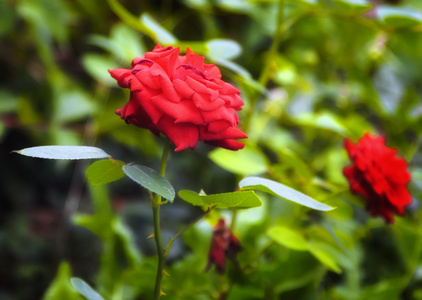 美丽的红玫瑰，在花园里
