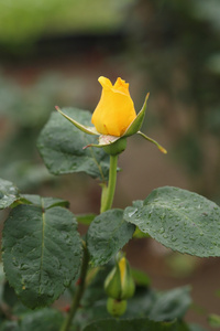 黄色玫瑰花卉植物