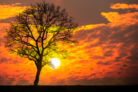 夕阳，一棵枯树