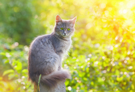 坐在花园里的猫