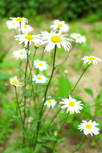 美丽的雏菊花户外