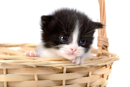 一篮子里面的小猫