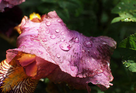 花瓣雨