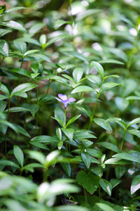 春天花园里的植物