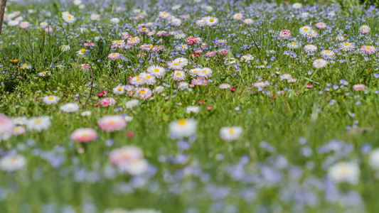 小花草