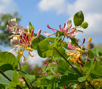 金银花忍冬花