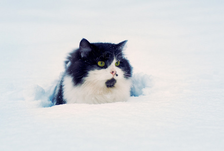猫躺在雪中