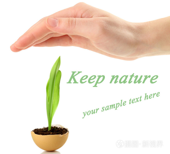 人类的手保护年轻的绿色的植物在蛋壳