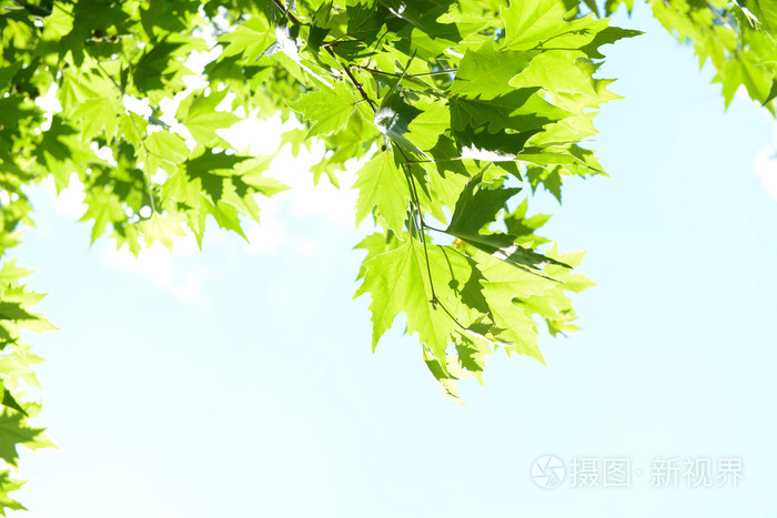 美丽的春天叶在户外的树上