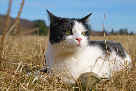 户外猫, 小猫咪