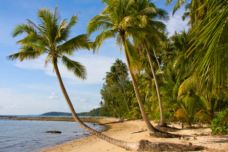 热带海滩有异国情调的棕榈树上 sand.thailand