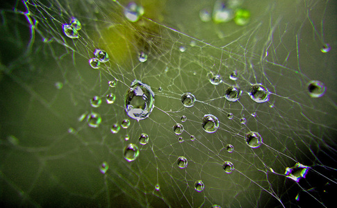 上一张蜘蛛网水滴