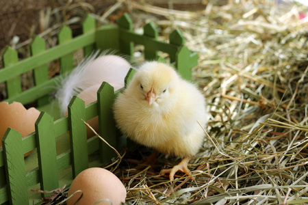 毛茸茸的小鸡，坐在干草框旁边