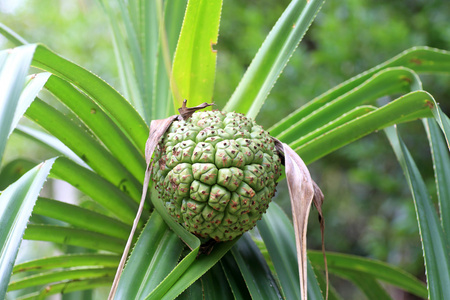 在日本的 thatch 旋塞 pandanus Screwpine