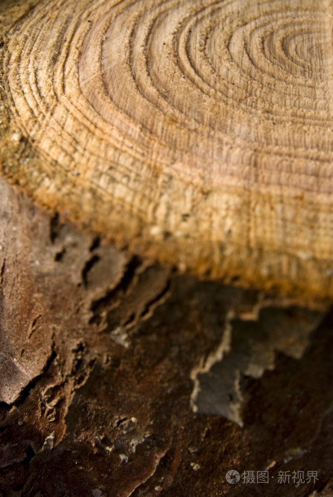 树的年轮