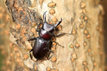 Dorcus striatipennis EKOXE i japan在日本的多克斯 striatipennis 锹虫