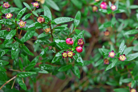 植物, 粉红色的花朵, 小绿叶