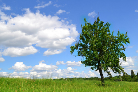 孤独的树在绿色的田野上, 在蓝天的背上。自然与生态的结合