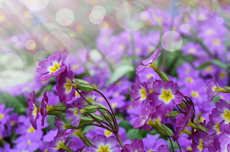 淡紫色的花樱草花背景