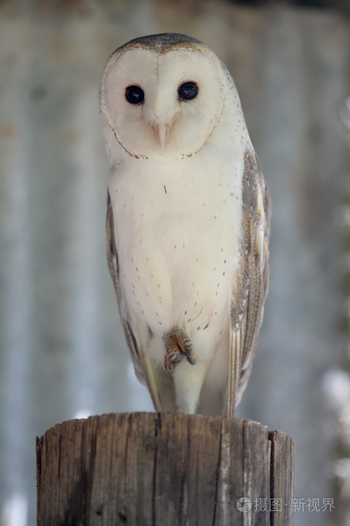 谷仓猫头鹰