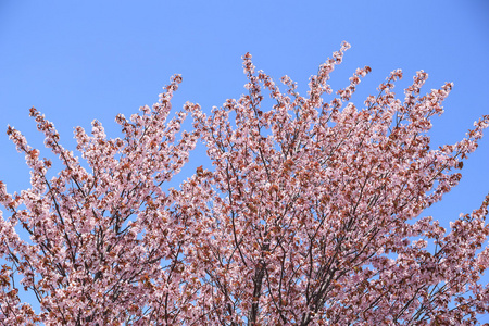 粉色樱花花