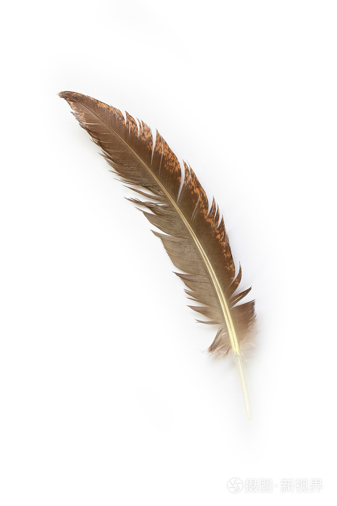 孤立在白色背景上的一根羽毛