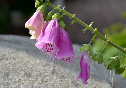 粉色毛地黄鲜花