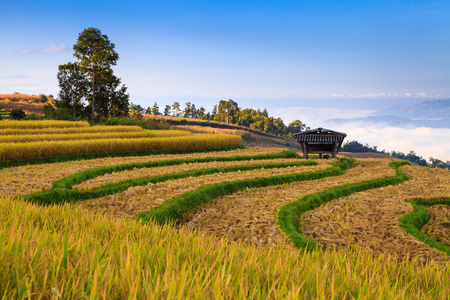 在清迈，泰国绿色梯田的稻田