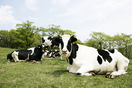 牛在草地上