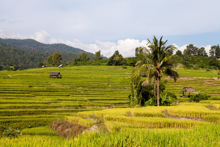 在清迈，泰国绿色梯田的稻田